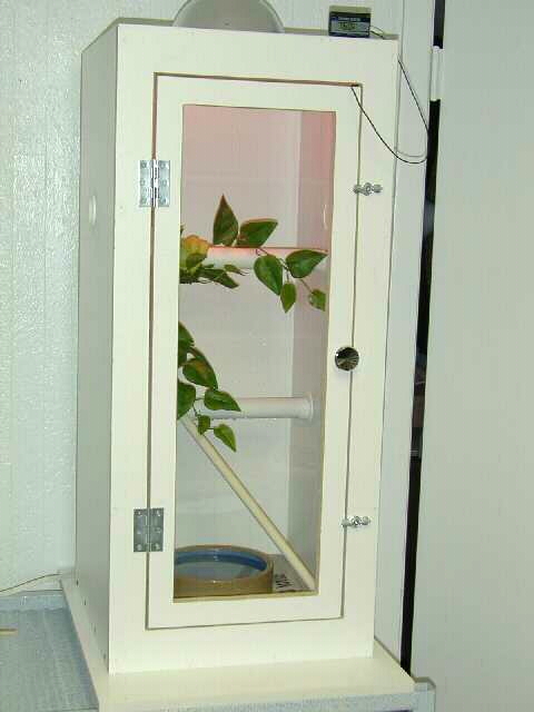 Arboreal Cage
