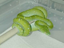 OS.Aru.gtp