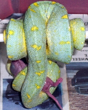 daddy pants x tim morris blue gtp
