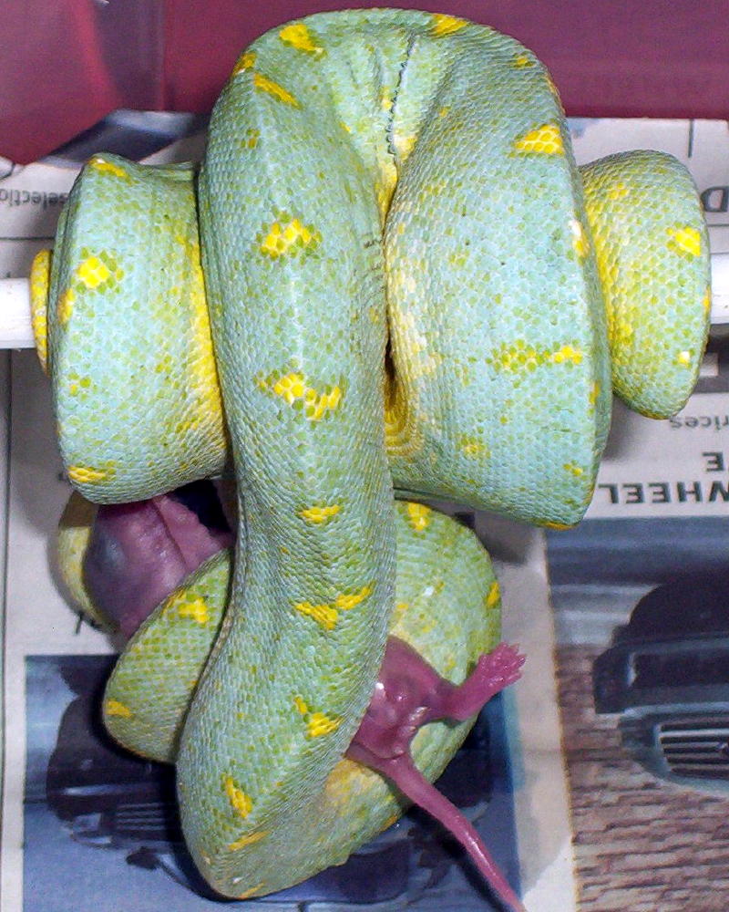daddy pants x tim morris blue gtp