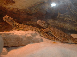 Rafiki And Sahrabi