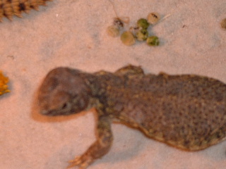 Sahrabi