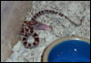 Corn Snake Hatchling