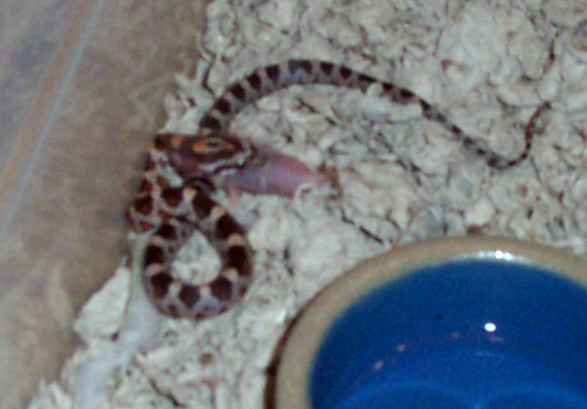 Corn Snake Hatchling
