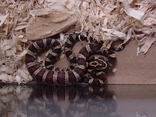 CornSnake1