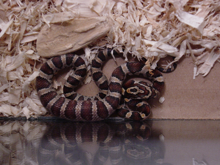 CornSnake1