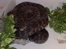 my haitian boa