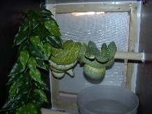 gtp's