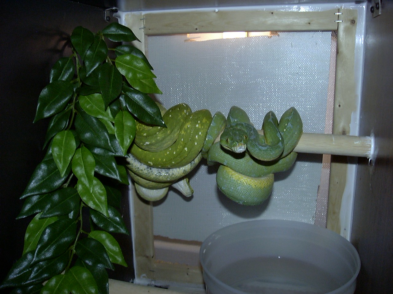 gtp's