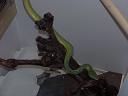 my male gtp