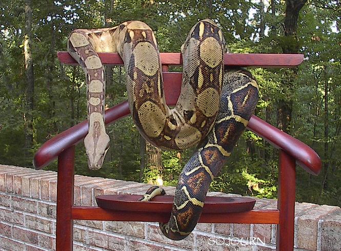 Het for Albino Male