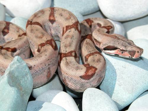 Red Group Hypo male
