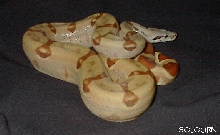 EBV Red Group Pastel Hypo Male