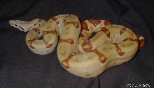 EBV Red Group Pastel Hypo