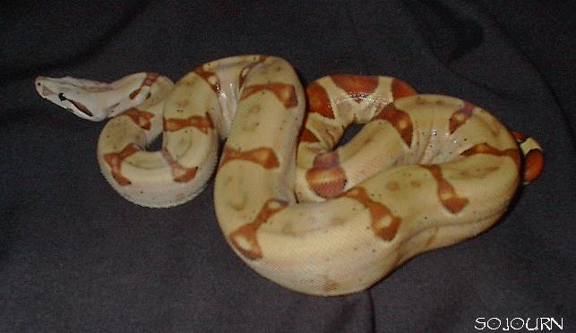 EBV Red Group Pastel Hypo