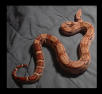 SId on the Bed