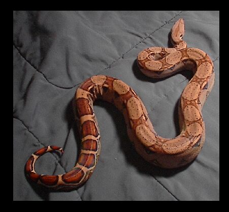SId on the Bed