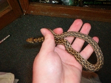 Checkered Garter