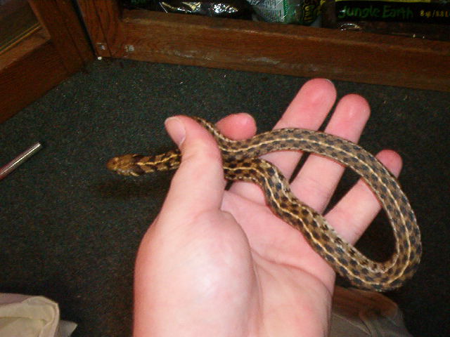 Checkered Garter