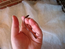 Red Earthsnake