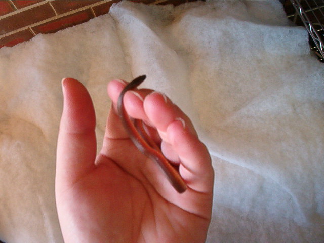 Red Earthsnake