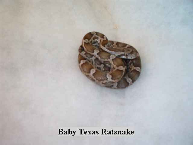 baby tx ratsnake