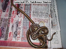 Texas Patchnose