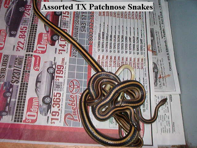 Texas Patchnose