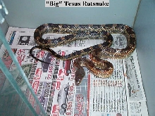Texas Ratsnake