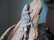 Chuck