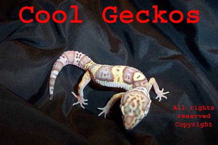 Bell Albino
