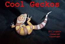 Bell Albino