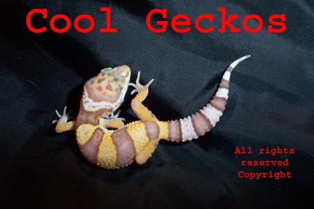 Bell Albino