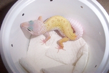 Patternless Male