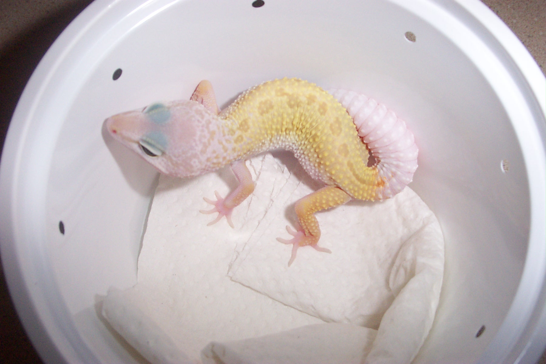 Patternless Male