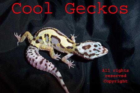 Jungle Male