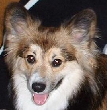 Gizmo, the Pembroke Welsh Corgi
