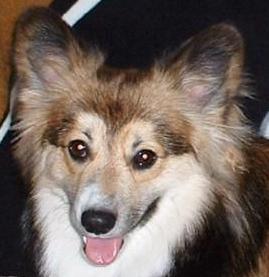 Gizmo, the Pembroke Welsh Corgi