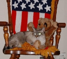 Leila - Siamese mix