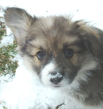 Corgi puppy