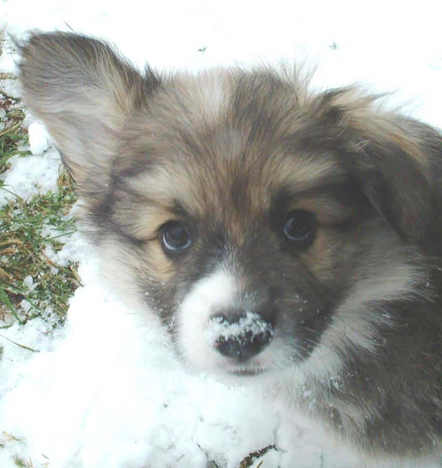 Corgi puppy