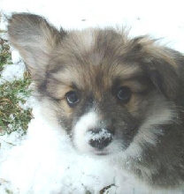 Gizmo, Pembroke Welsh Corgi