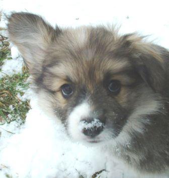 Gizmo, Pembroke Welsh Corgi