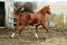Rosie Running