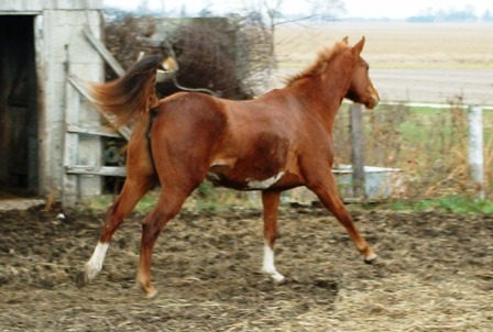 Rosie Running
