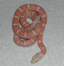 Albino Black Rat