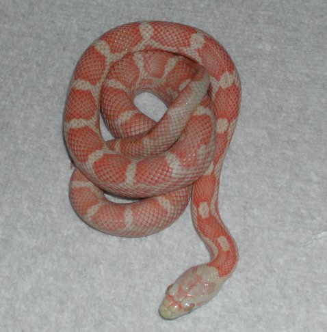 Albino Black Rat