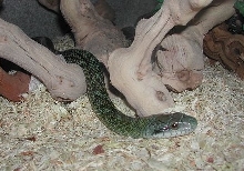 female Kunashir Island Rat