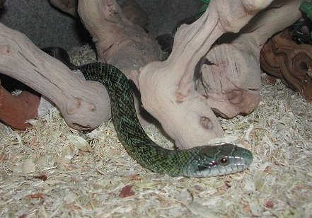 female Kunashir Island Rat