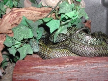 Japanese Rat Snakes